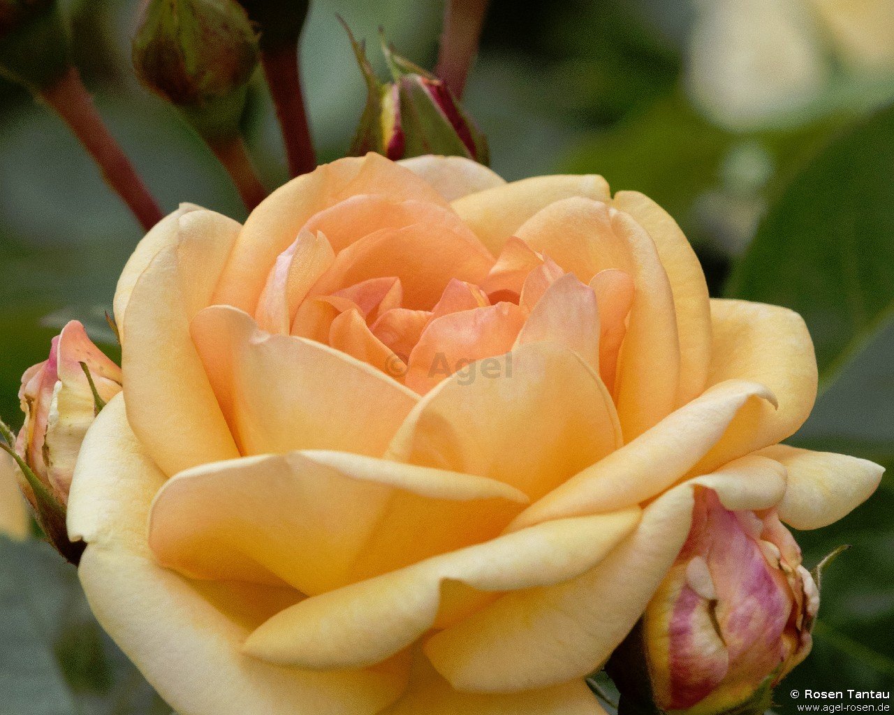 Rose ‘Circle of Life‘ (wurzelnackte Rose)