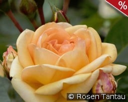 Circle of Life kaufen, clicken für mehr Details Circle of Life