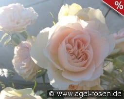 Clair Renaissance kaufen, clicken für mehr Details Clair Renaissance