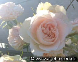 Clair Renaissance kaufen, clicken für mehr Details Clair Renaissance