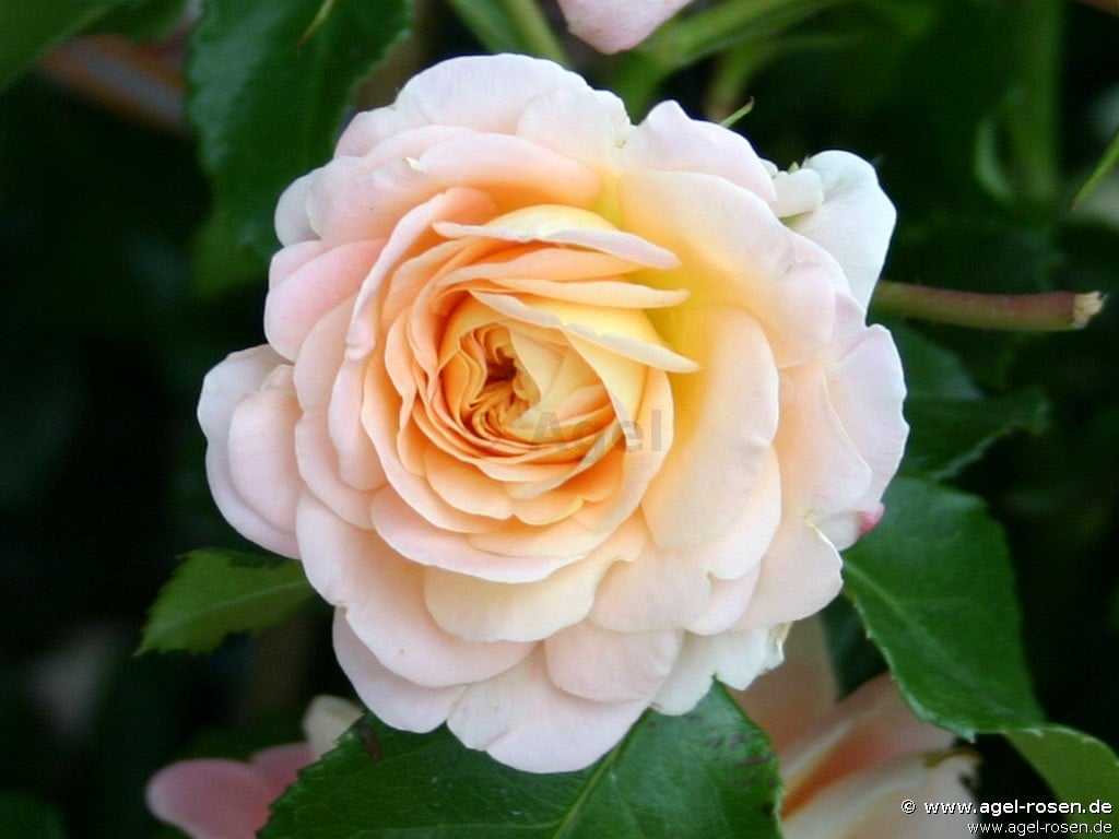Concerto 94 ® kaufen – Strauchrose – AGEL ROSEN