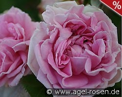 Conrad Ferdinand Meyer kaufen, clicken für mehr Details Conrad Ferdinand Meyer