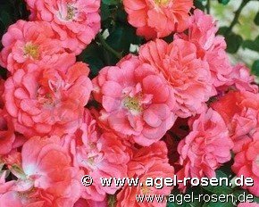 Rose ‘Coral Compact Meidiland syn. Coral Drift‘ (wurzelnackte Rose)