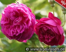 Cybelle kaufen, clicken für mehr Details Cybelle