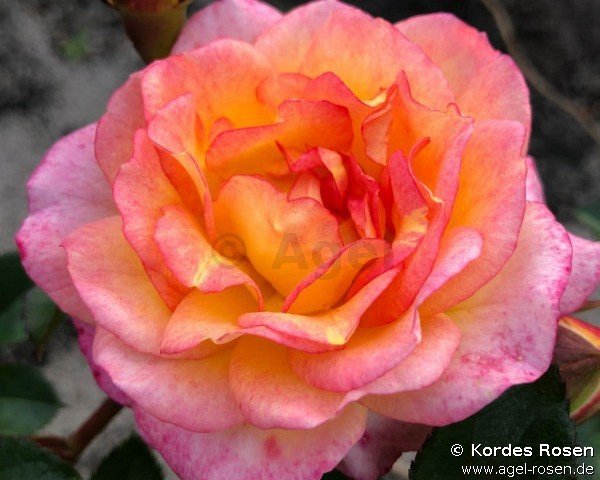 Rose ‘Dekora‘ (wurzelnackte Rose)