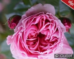 Délia kaufen, clicken für mehr Details Délia