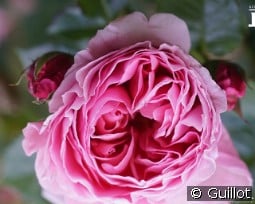 Délia kaufen, clicken für mehr Details Délia