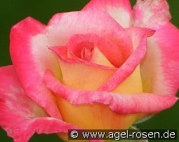 Dick Clark kaufen, clicken für mehr Details Dick Clark