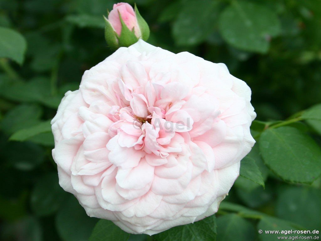 Rose ‘Die Schöne Tölzerin‘ (5-Liter Topf)