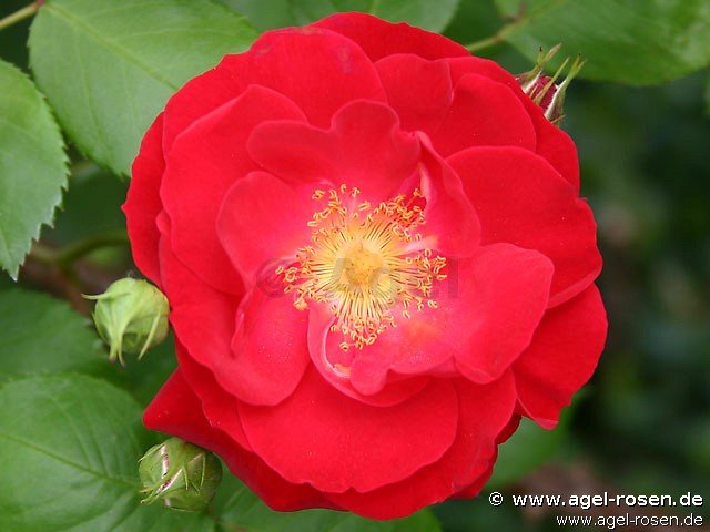 Rose ‘Dirigent‘ (wurzelnackte Rose)