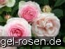 Eden Rose 85 kaufen
