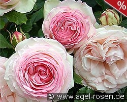 Eden Rose 85 kaufen, clicken für mehr Details Eden Rose 85