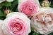 Eden Rose 85