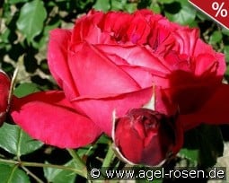 Elbjuwel kaufen, clicken für mehr Details Elbjuwel