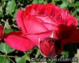 Elbjuwel kaufen, clicken für mehr Details Elbjuwel