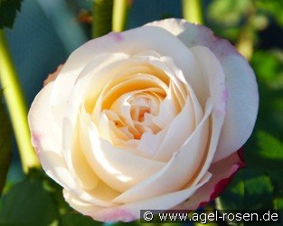Eliane Gillet