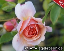 Elizabeth Stuart kaufen, clicken für mehr Details Elizabeth Stuart