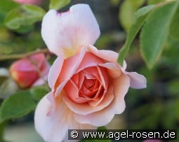 Elizabeth Stuart kaufen, clicken für mehr Details Elizabeth Stuart