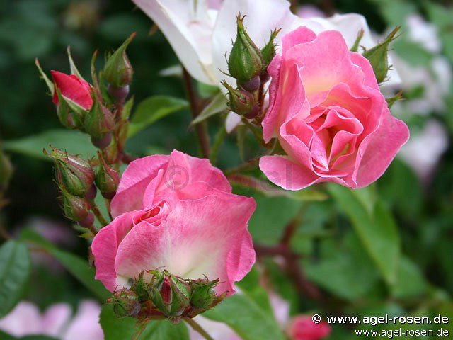 Rose ‘Erfurt‘ (wurzelnackte Rose)