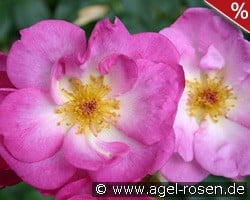 Escapade kaufen, clicken für mehr Details Escapade