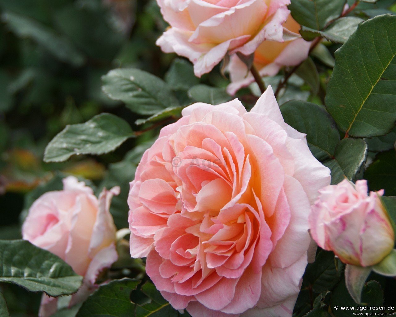 Rose ‘Fiona Gelin‘ (wurzelnackte Rose)