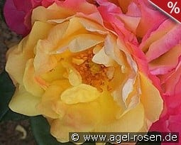 Firlefanz kaufen, clicken für mehr Details Firlefanz