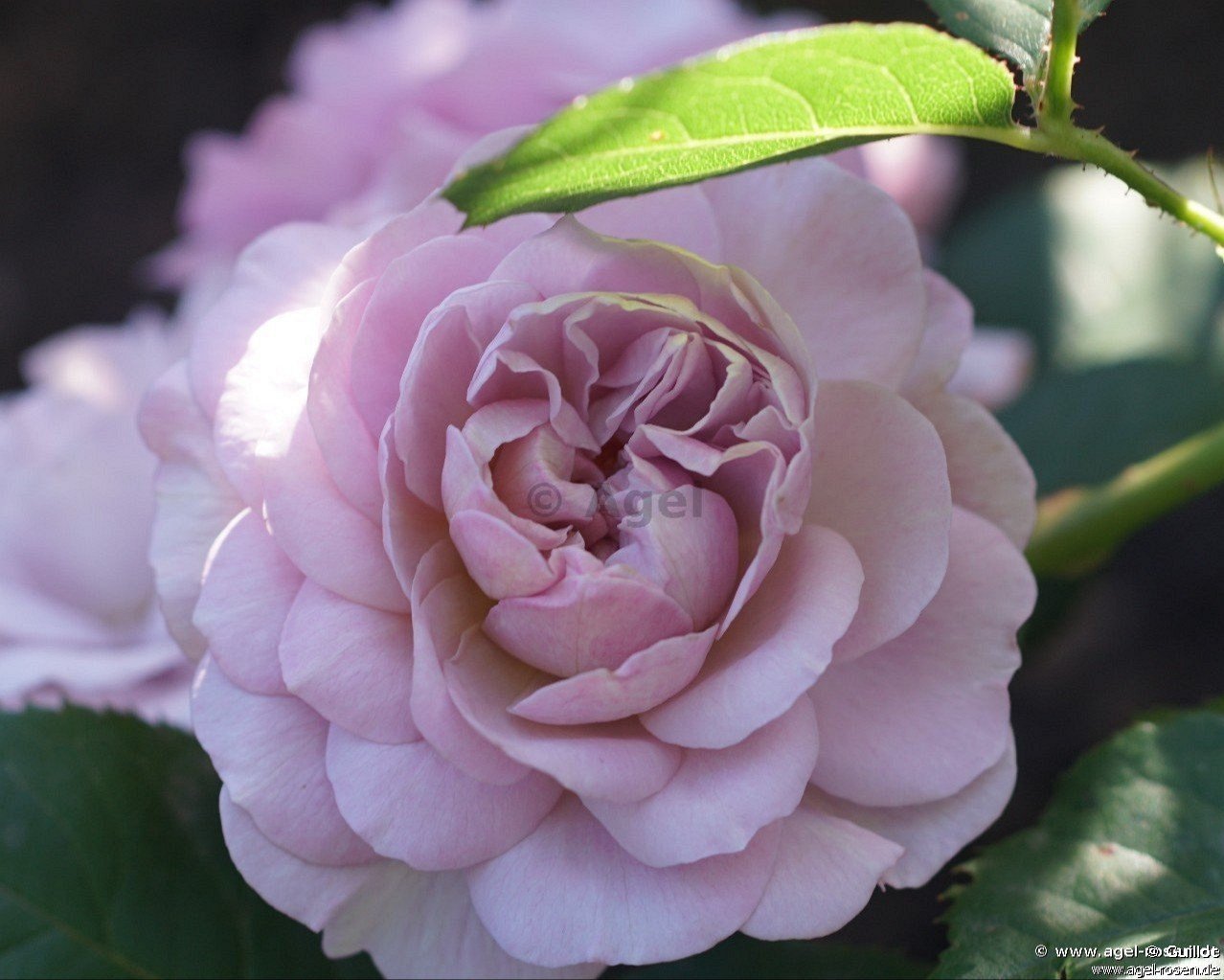 Rose ‘Florence Delattre‘ (wurzelnackte Rose)