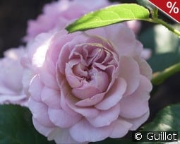 Florence Delattre kaufen, clicken für mehr Details Florence Delattre