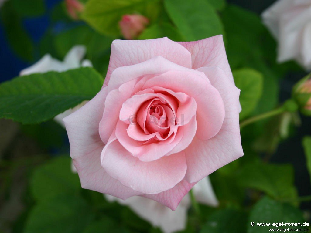 Rose ‘Fritz Nobis‘ (5-Liter Topf)