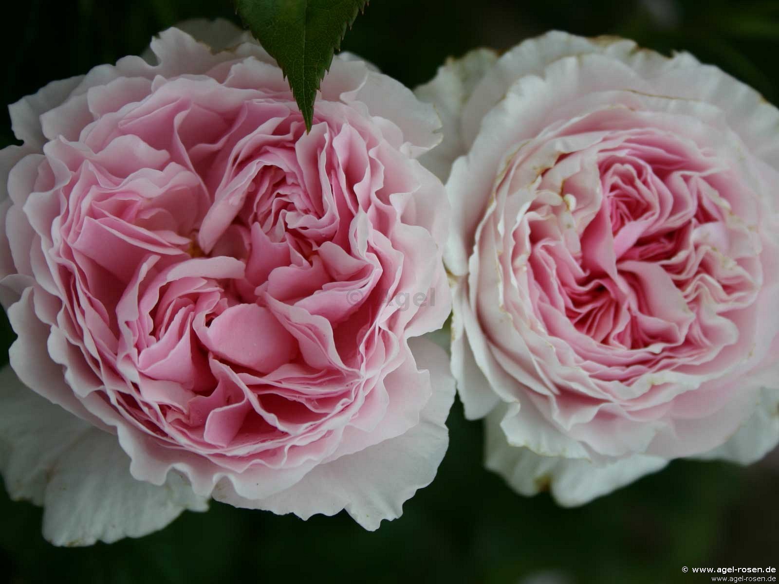 Rose ‘Gartenträume‘ (wurzelnackte Rose)