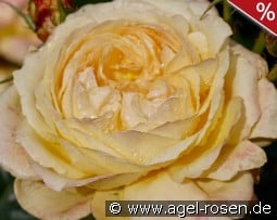 Gene Tierney kaufen, clicken für mehr Details Gene Tierney