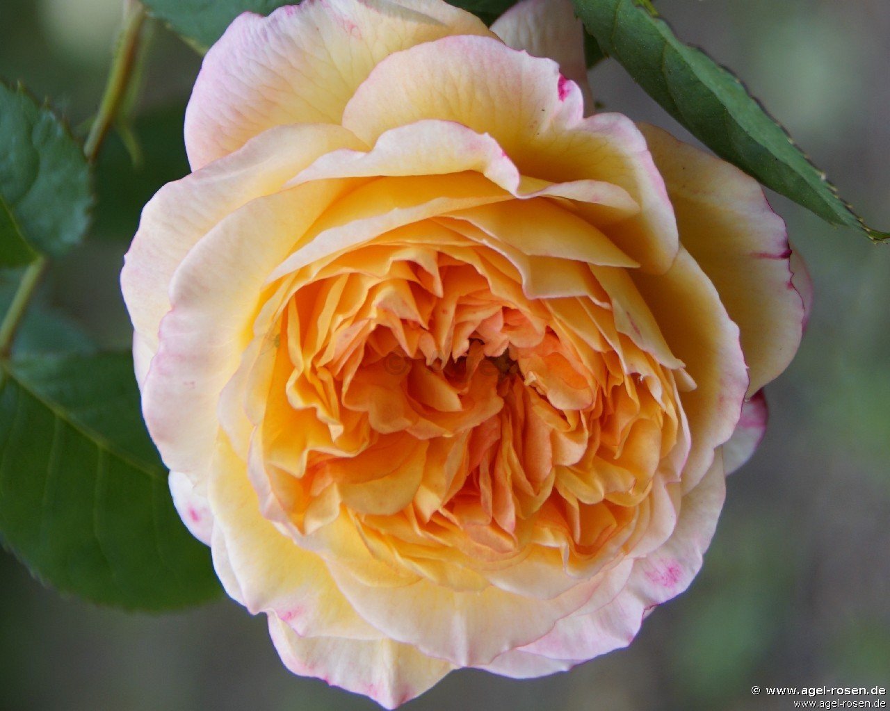 Rose ‘Georges Denjean‘ (wurzelnackte Rose)