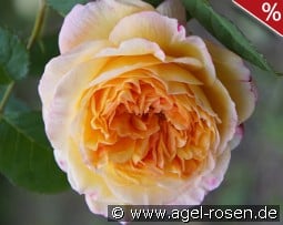 Georges Denjean kaufen, clicken für mehr Details Georges Denjean