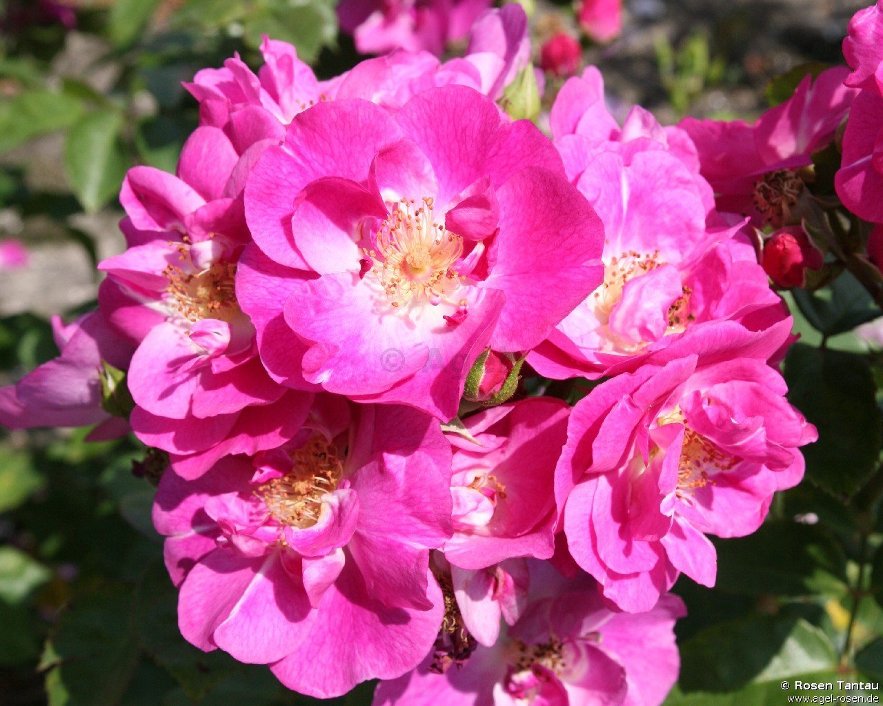 Rose ‘Global Water‘ (8-Liter Topf (Präsentrose))