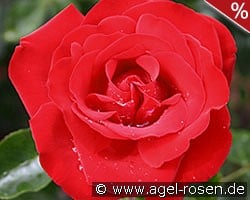 Grandhotel kaufen, clicken für mehr Details Grandhotel