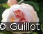 Guillot No. 1