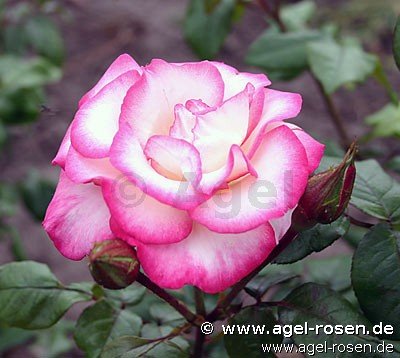 Rose ‘Händel‘ (wurzelnackte Rose)