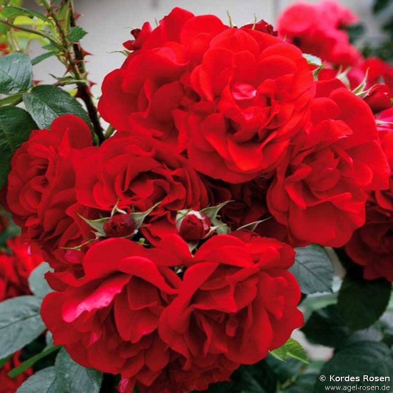 Rose ‘Hansaland‘ (wurzelnackte Rose)