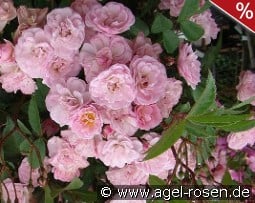 Heavenly Pink kaufen, clicken für mehr Details Heavenly Pink