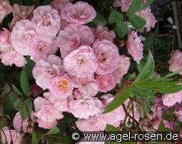 Heavenly Pink kaufen, clicken für mehr Details Heavenly Pink