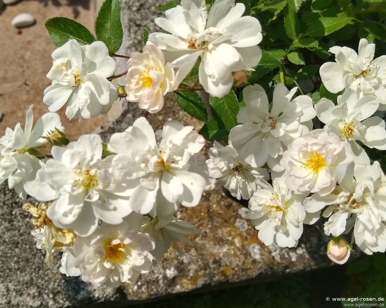 ADR-Rose ‘Hedi Grimm‘ (wurzelnackte Rose)