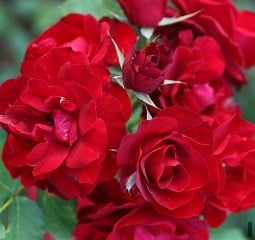 Hope for Humanity kaufen, clicken für mehr Details Hope for Humanity