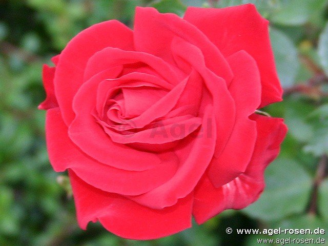 Rose ‘Hotel Royal‘ (2-Liter Biotopf)