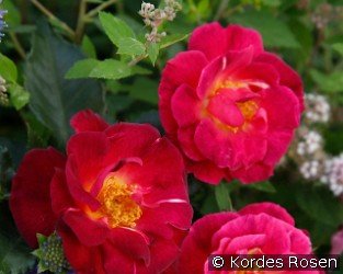 Ile de Fleurs