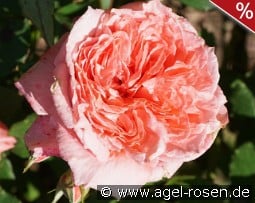 Institut Lumière kaufen, clicken für mehr Details Institut Lumière