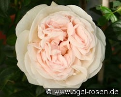 Julia Renaissance kaufen, clicken für mehr Details Julia Renaissance