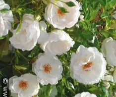 Kakwa