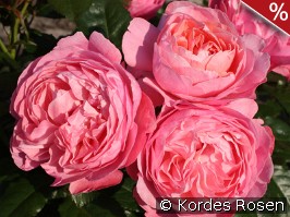Kölner Flora