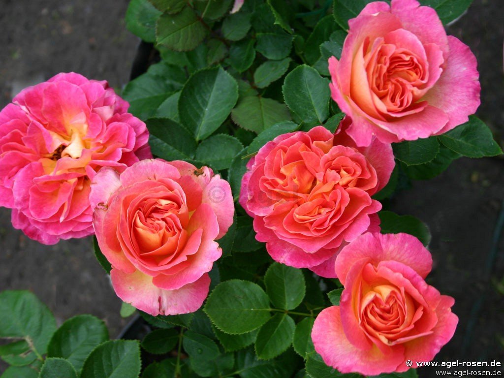 Rose ‘La Passionata‘ (8-Liter Topf (Präsentrose))