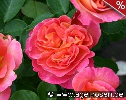 La Passionata kaufen, clicken für mehr Details La Passionata